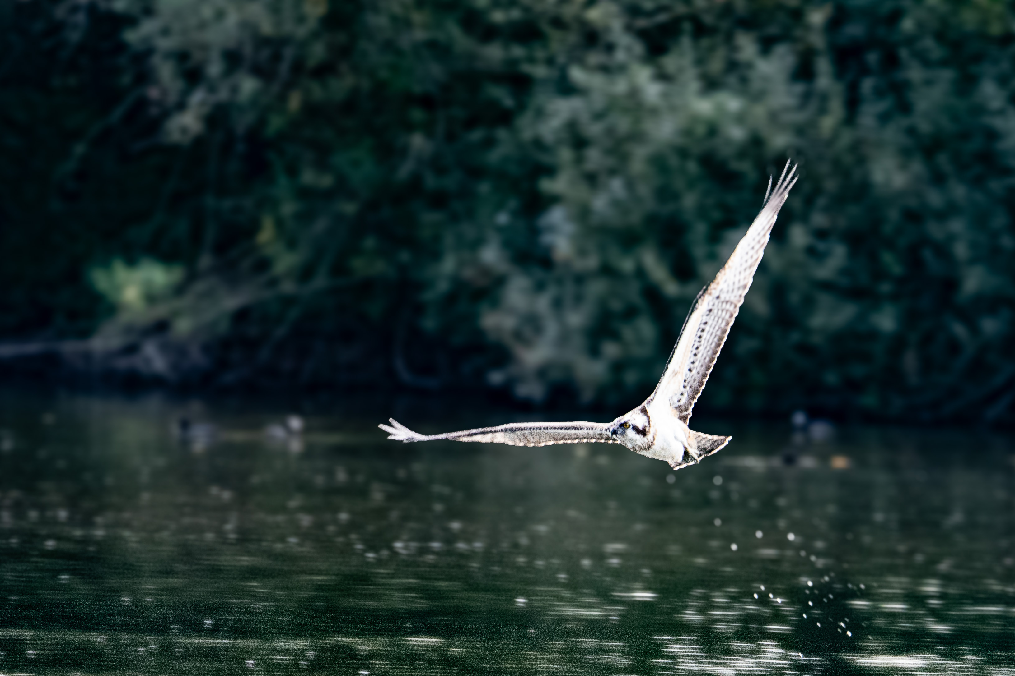 Balbuzard pêcheur en vol, MTB 2018